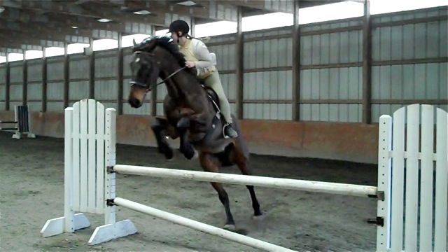 Miller, imported Irish Sport Horse, show jumper, hunter, eventer